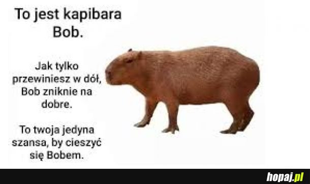 Kapibara na dziś