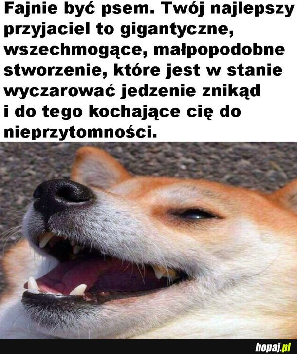 W głowie pieseła