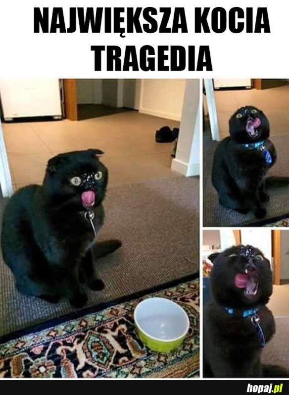 KOCIA TRAGEDIA