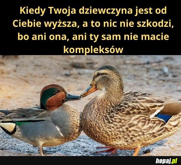 Urocze kaczuszki