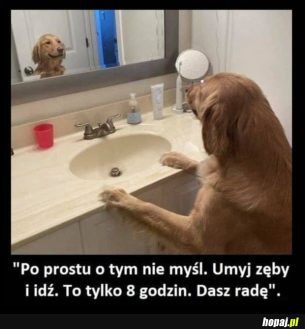 Dasz radę