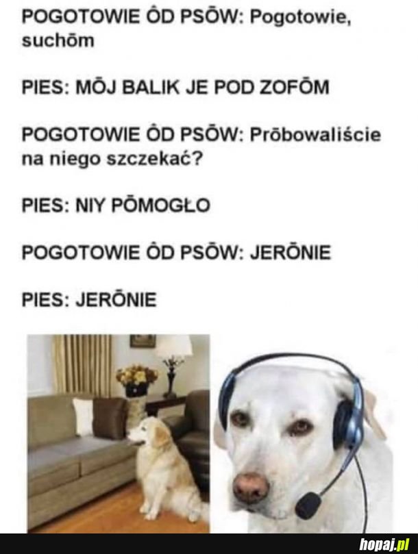  Psie pogotowie 