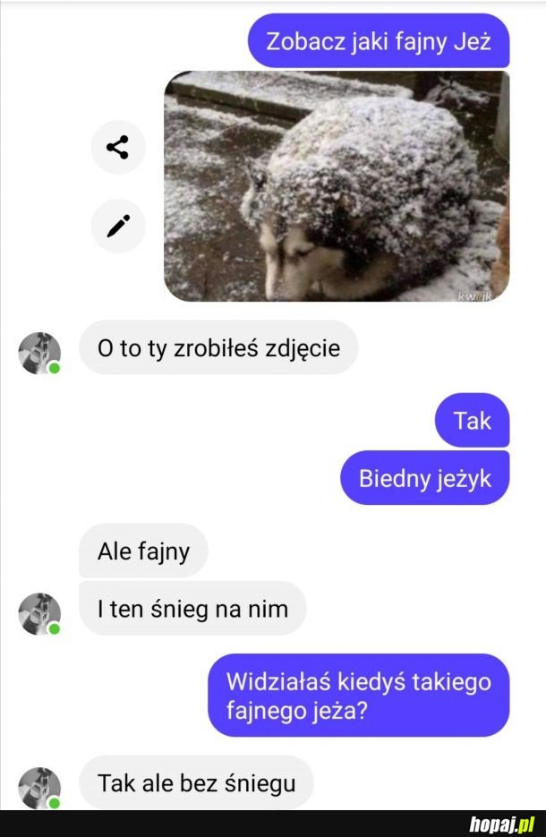 Biedny jeżyk ☹️