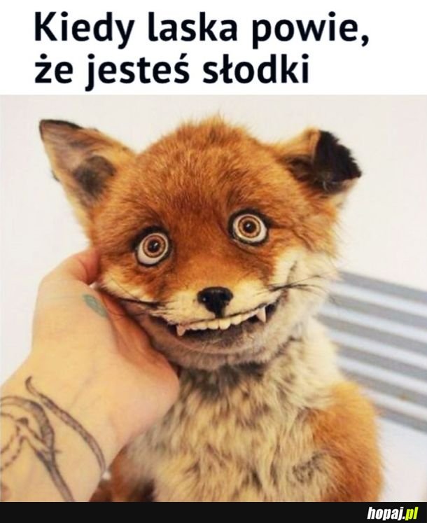 Słodziak