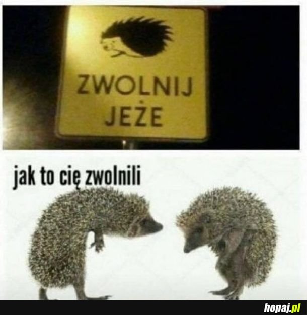  Nie zwalniajcie jeży