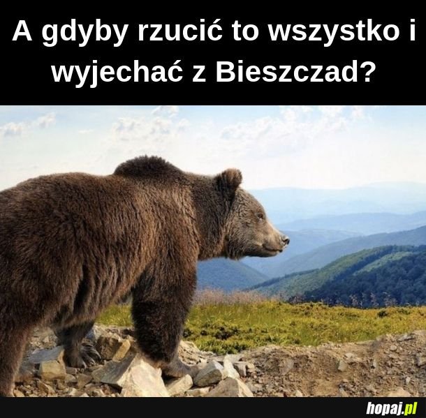 Niedźwiedzieł filozofeł 