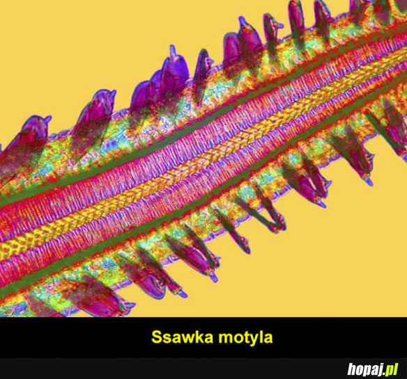 Ssawka motyla