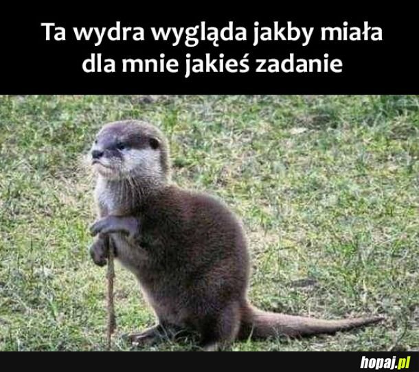 Wydra z zadaniem 