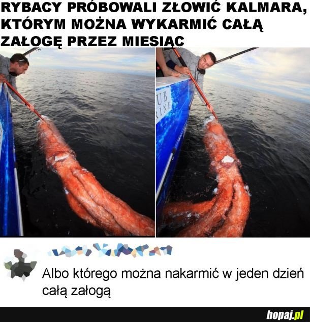 Obiadek dla kalmara