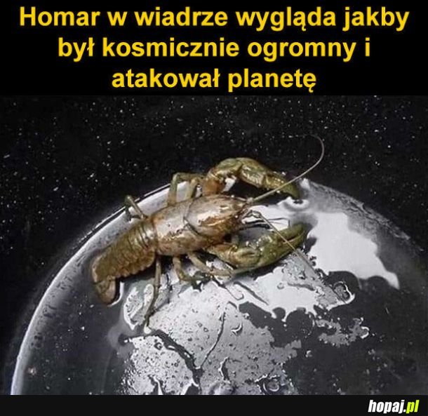 Homar w wiadrze