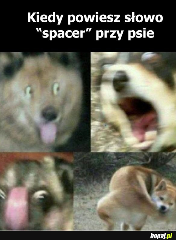 Spacerek