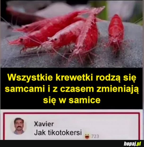 Krewetki