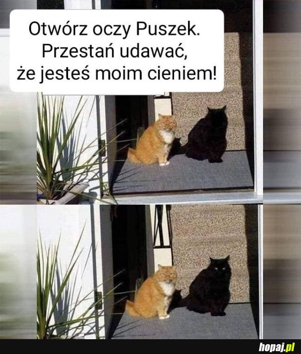 Cień