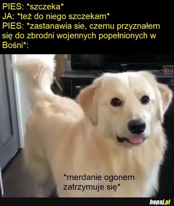 Pies i bełkoczący pan