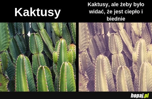 Kaktusy 