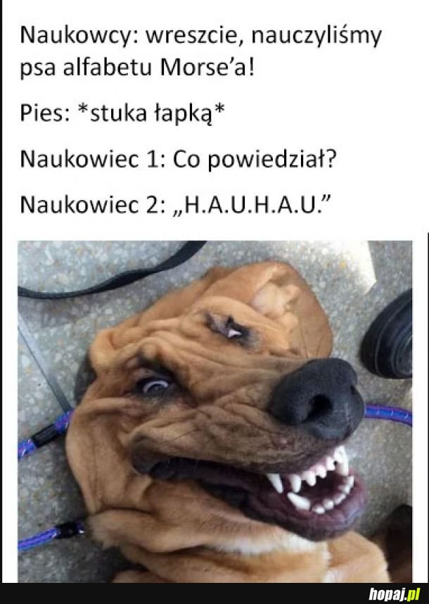 Pieseł troll