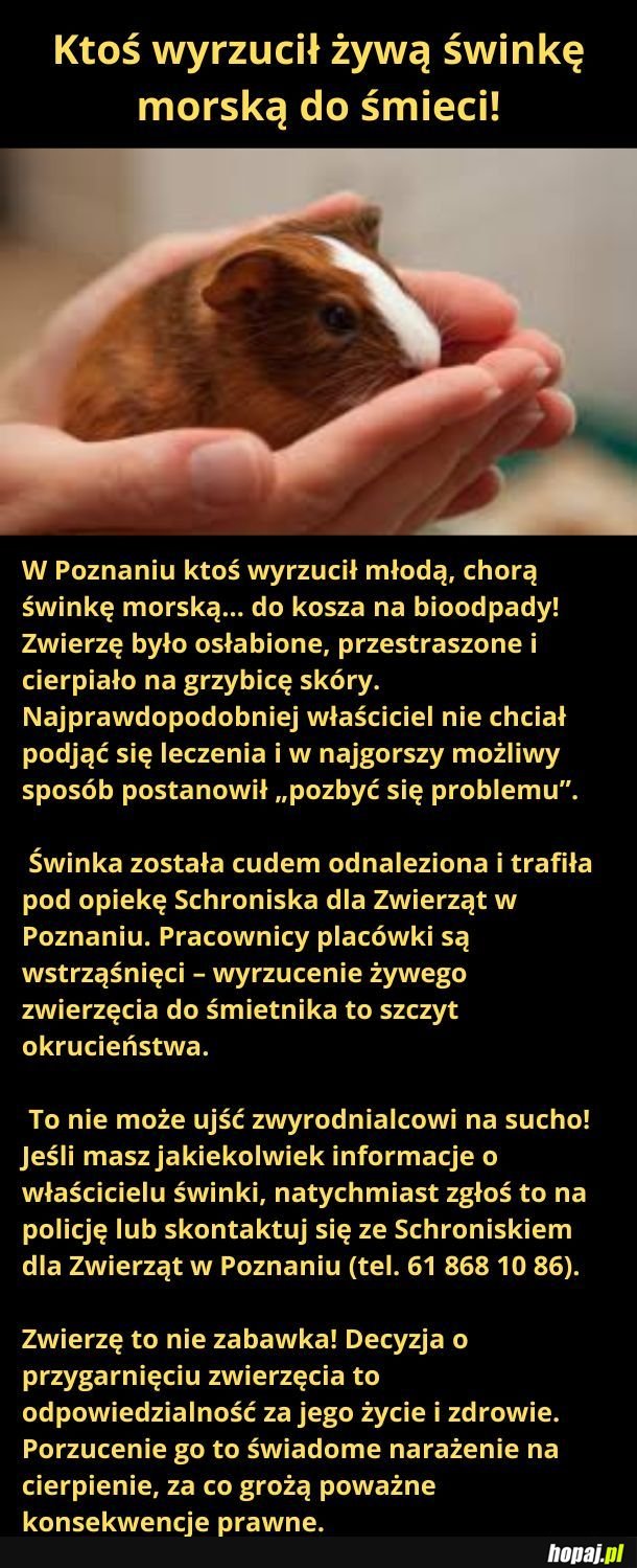 Świnka. 