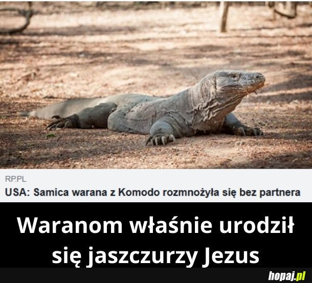 Mi za komodo też różne rzeczy się rozmnażają