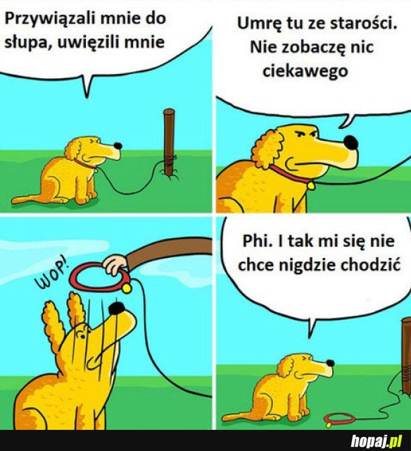 PIES MALKONTENT
