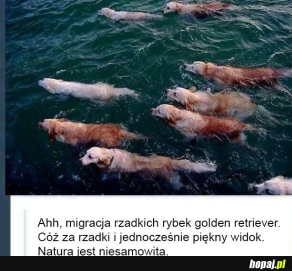 Natura jest niebywała