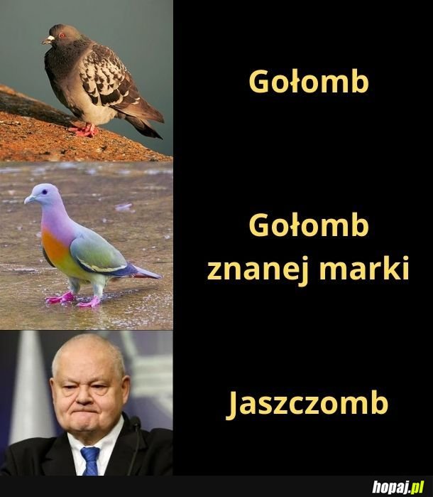 Gołomb