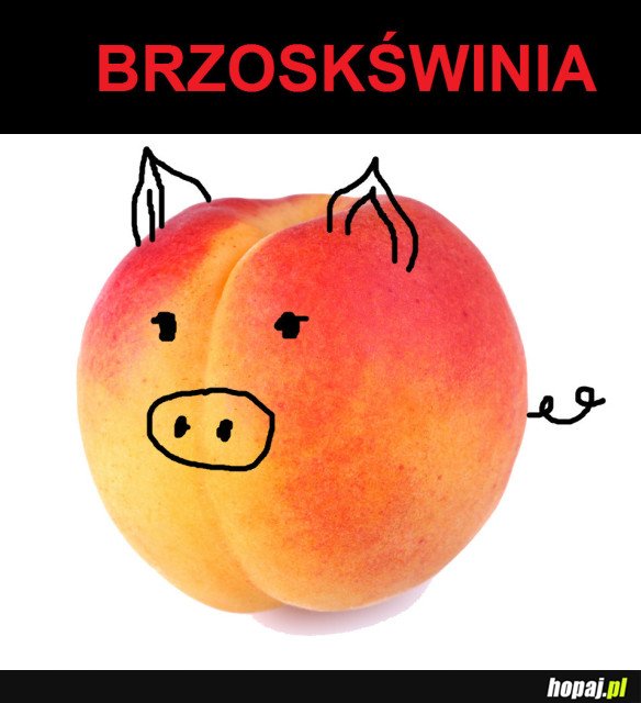 BRZOSKŚWINIA