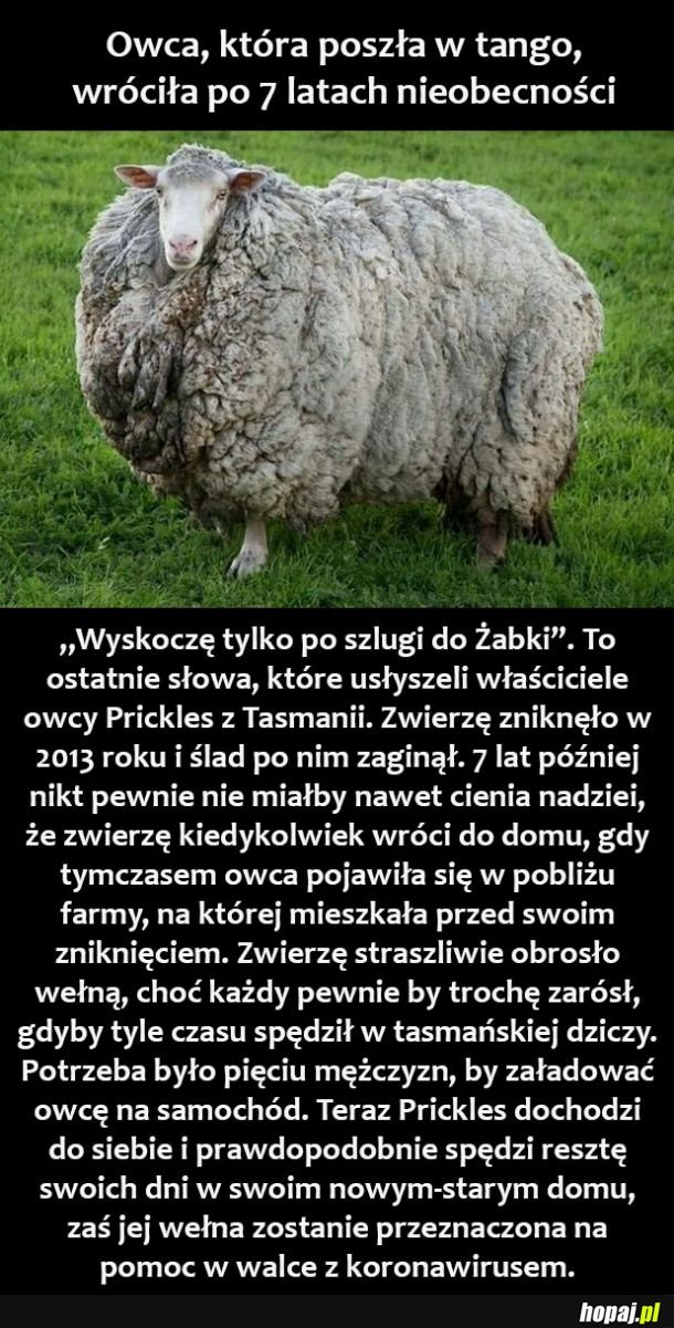 Owca podróżniczka