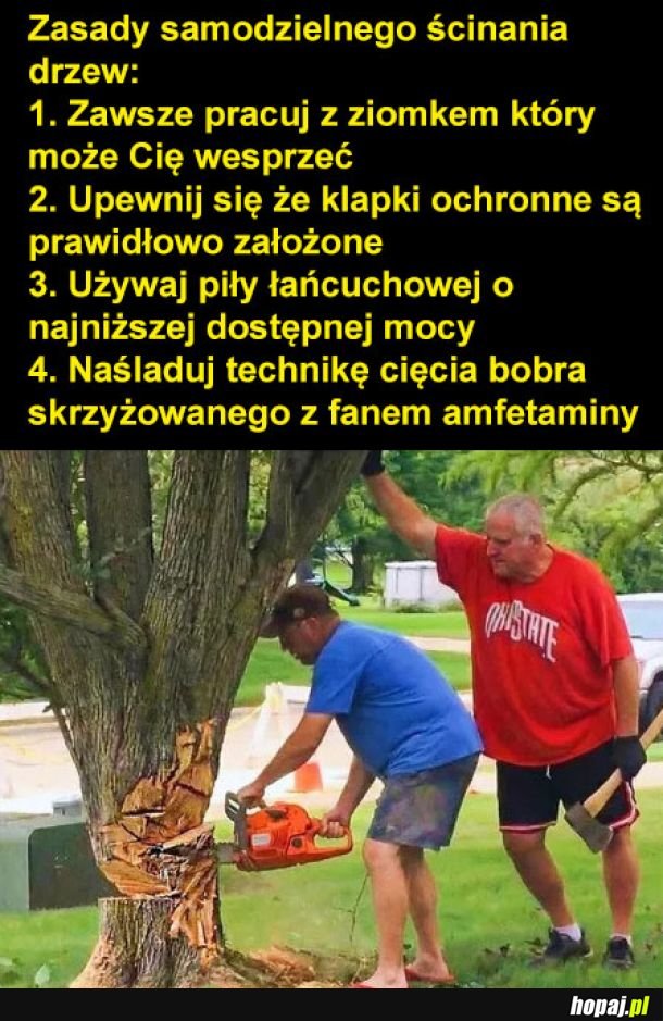 Zasady samodzielnego ścinania drzew