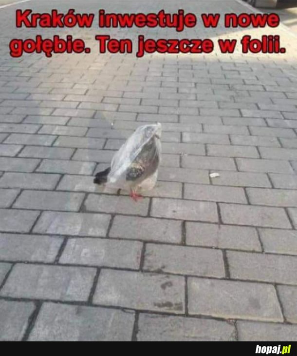 Inwestowanie w gołębie