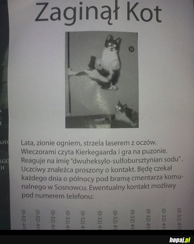 Zaginął kotek :)