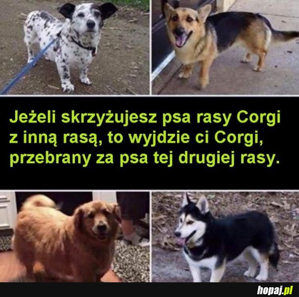 Krzyżówka psa