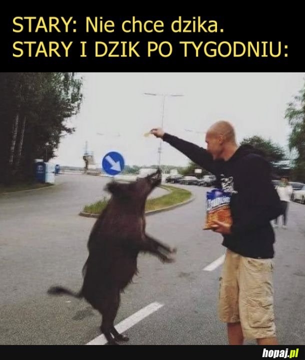 Stary i dzik