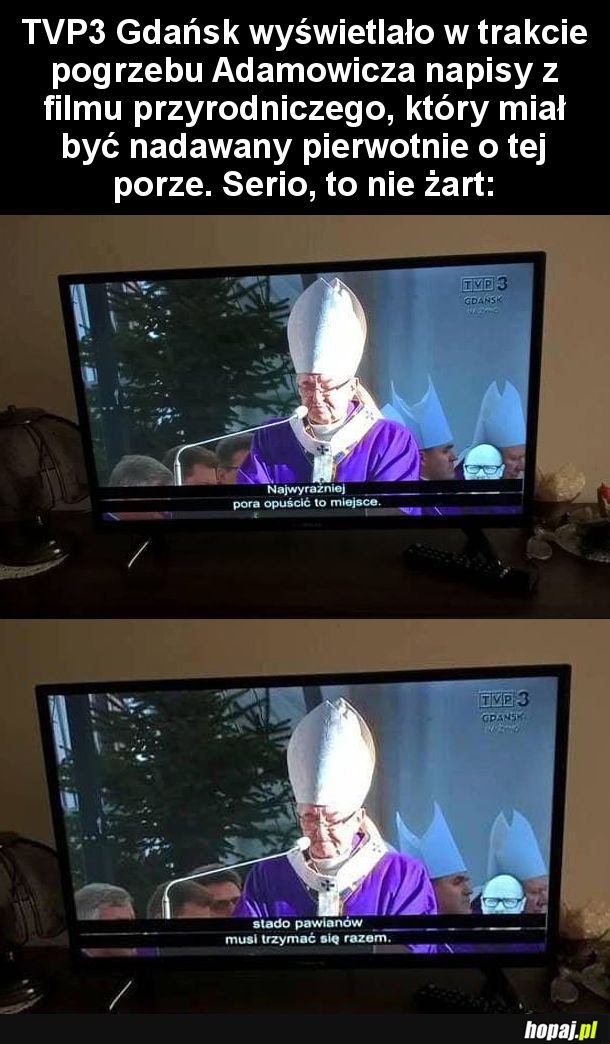 Co oni tam biorą w tym TVP?