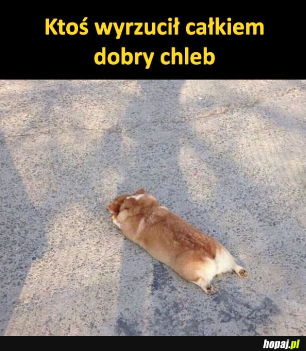 Dobry chleb