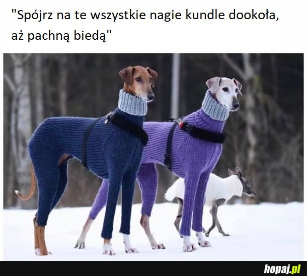 Psy z klasą