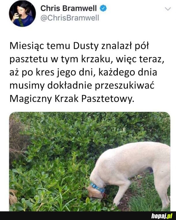 Magiczny Krzak