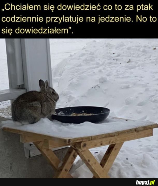 Jakiś dziwny ptaszek