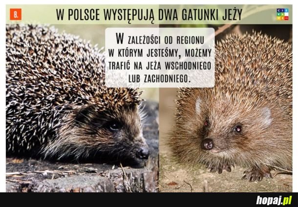 Różnorodny świat jeżyków