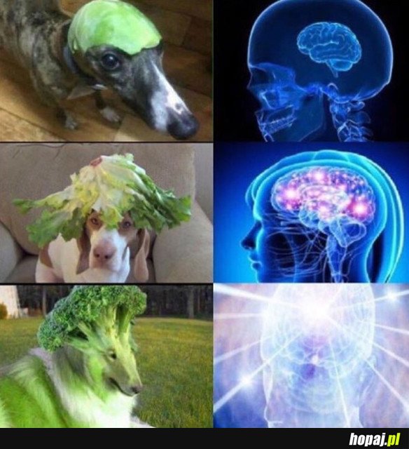 FUZJE BROKUŁA I PSA