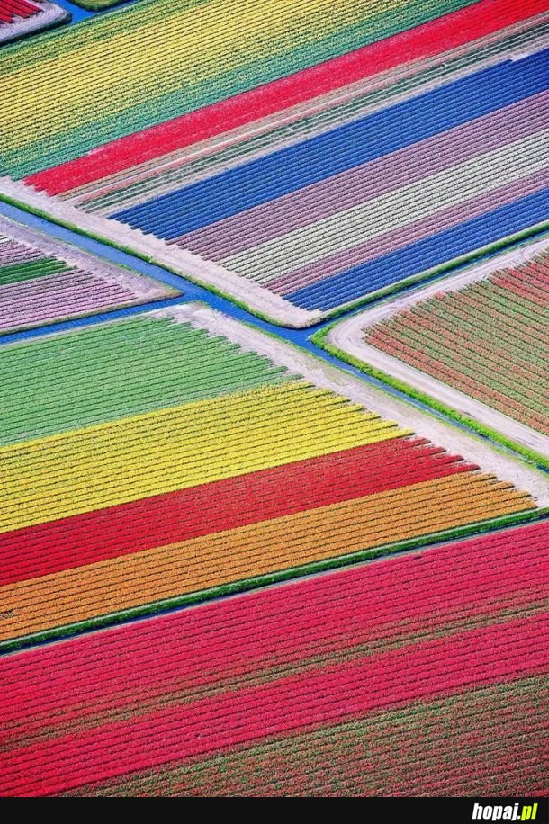Pole tulipanów w Holandii (Janusz Kowalski nie lubi tego xD)