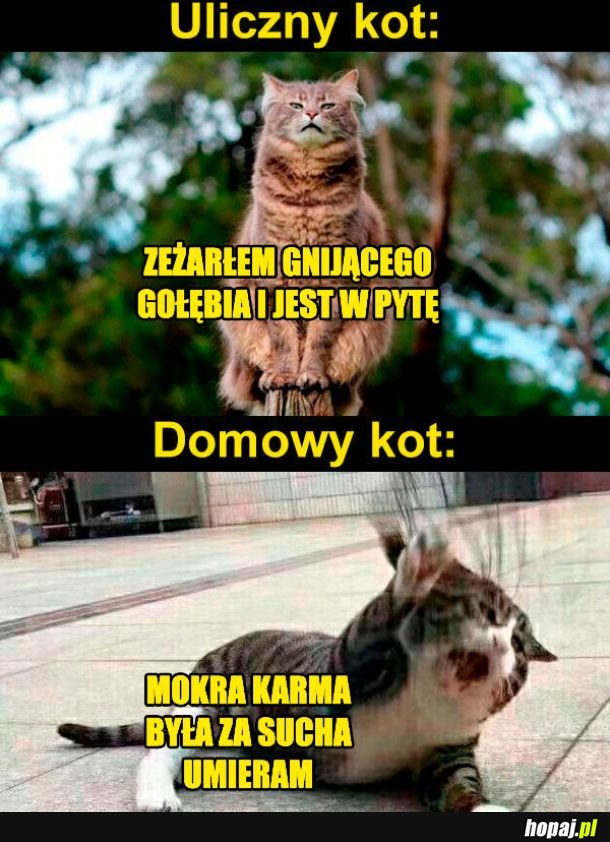 Uliczny vs domowy kot