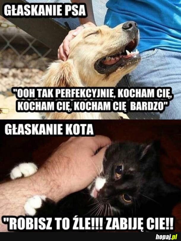 PIES I KOT