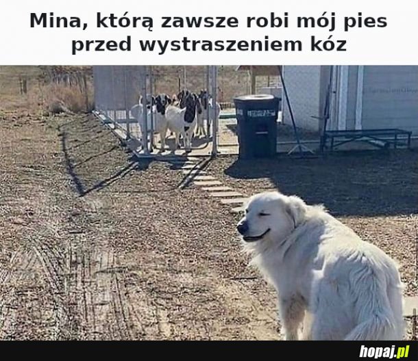 Szkoda, że nie mój pies :(