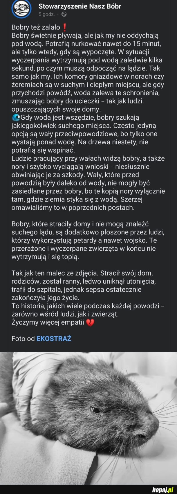 Bobry nie niszczą wałów