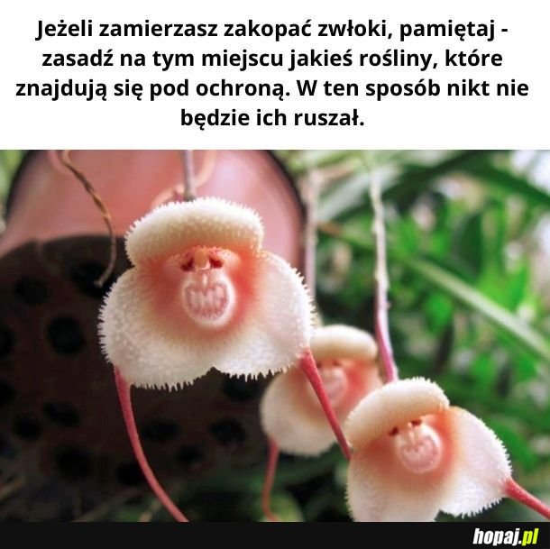 Racja! Niszczenie roślin pod ochroną jest karygodne!