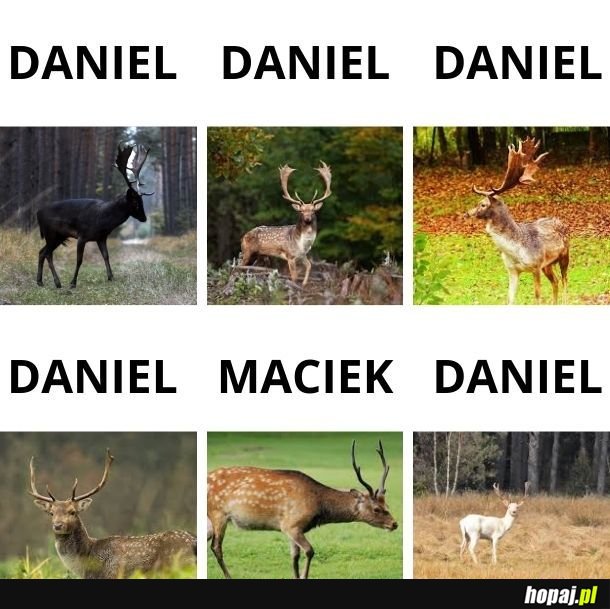 Daniel