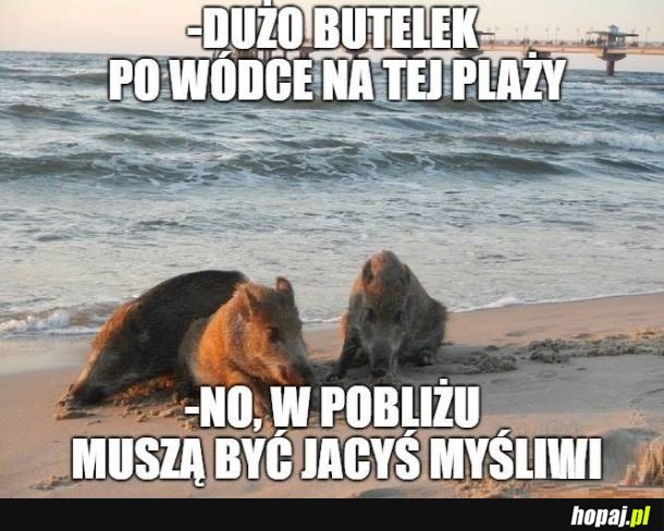 Dziki