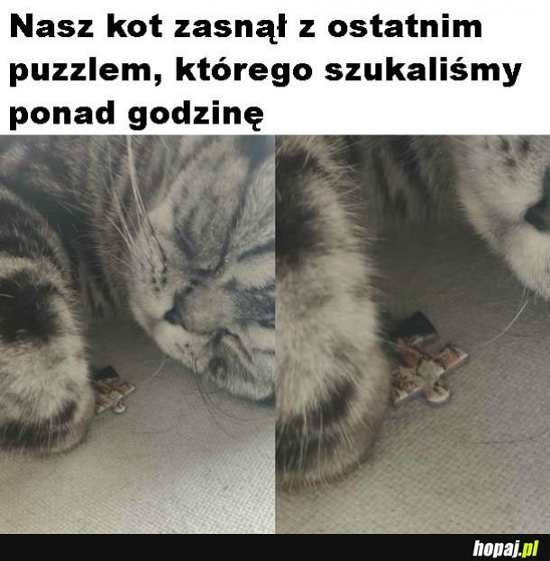 Życie z kotem