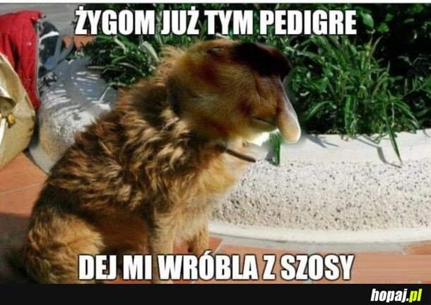 Już Zbrzydło ciągle to samo. Ile można. Do idealnej życi i jeden dzień dłużej.