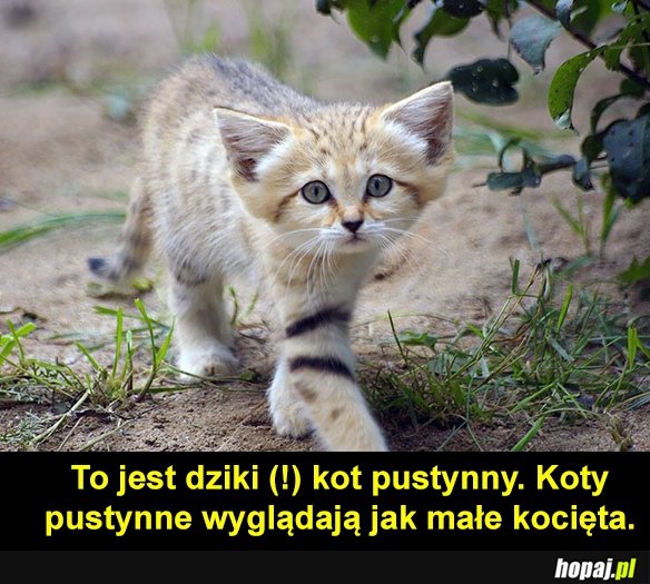 Drapieżnik!